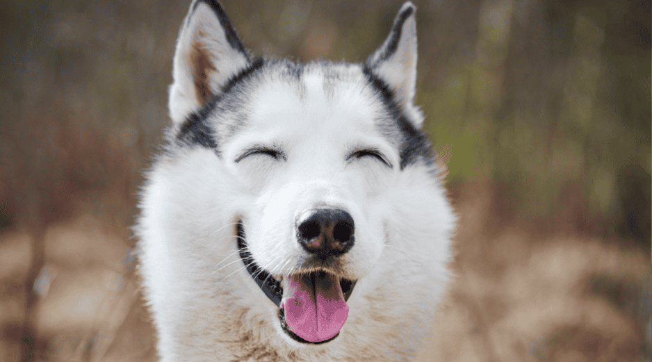 Aunque la sonrisa canina sigue siendo debatida, sí existen señales ampliamente reconocidas de bienestar en perros. CANVA