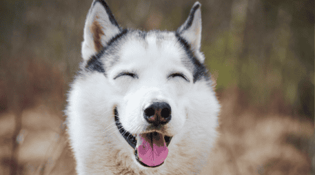 Aunque la sonrisa canina sigue siendo debatida, sí existen señales ampliamente reconocidas de bienestar en perros. CANVA