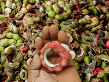 ¿Sabías que esa vaina rojiza que ves en los mercados de Jalisco es un superalimento? ESPECIAL / CANVA