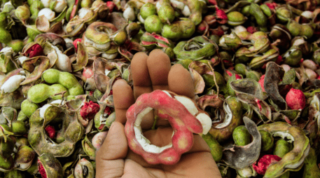¿Sabías que esa vaina rojiza que ves en los mercados de Jalisco es un superalimento? ESPECIAL / CANVA