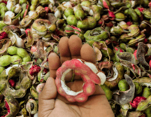 ¿Sabías que esa vaina rojiza que ves en los mercados de Jalisco es un superalimento? ESPECIAL / CANVA