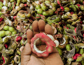 ¿Sabías que esa vaina rojiza que ves en los mercados de Jalisco es un superalimento? ESPECIAL / CANVA