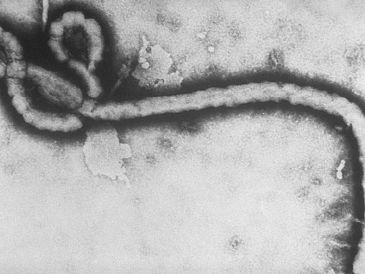 Aunque el riesgo de propagación del Ébola a otras regiones de América es bajo si se aplican los protocolos adecuados, la globalización actual exige que ninguna alerta sanitaria internacional sea ignorada. AP/ARCHIVO