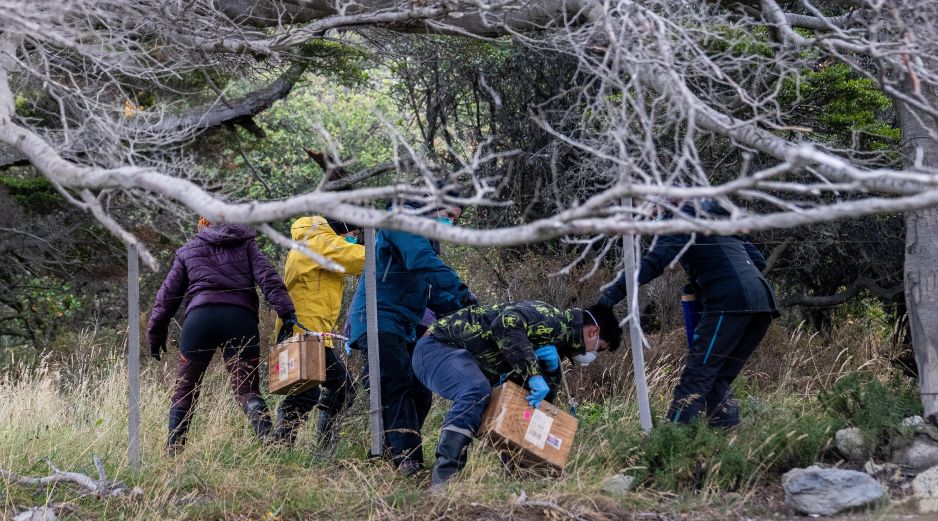 Investigadores argentinos se abren paso entre el lodo para recoger a los roedores. AP/L. Agusti