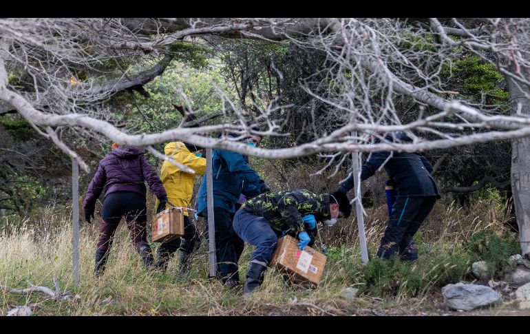 Investigadores argentinos se abren paso entre el lodo para recoger a los roedores. AP/L. Agusti