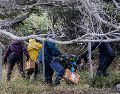 Investigadores argentinos se abren paso entre el lodo para recoger a los roedores. AP/L. Agusti