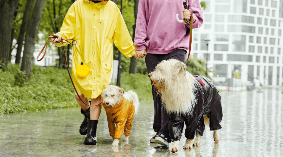 Cuidar a tu perro durante estas lluvias requiere observación constante, higiene rigurosa y prevención veterinaria. CANVA