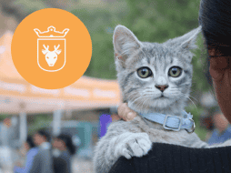 Vacunar a una mascota no solo mejora su calidad de vida, sino que también te permite disfrutar de su compañía por mucho más tiempo. ESPECIAL/ Protección Animal Zapopan