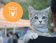 Vacunar a una mascota no solo mejora su calidad de vida, sino que también te permite disfrutar de su compañía por mucho más tiempo. ESPECIAL/ Protección Animal Zapopan