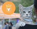 Vacunar a una mascota no solo mejora su calidad de vida, sino que también te permite disfrutar de su compañía por mucho más tiempo. ESPECIAL/ Protección Animal Zapopan