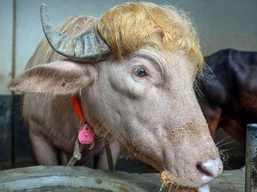 De acuerdo con información de The Independent, el animal fue recientemente vendido por un precio de 4,5 dólares por kilo. EFE/M. ALAM