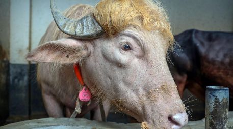 De acuerdo con información de The Independent, el animal fue recientemente vendido por un precio de 4,5 dólares por kilo. EFE/M. ALAM