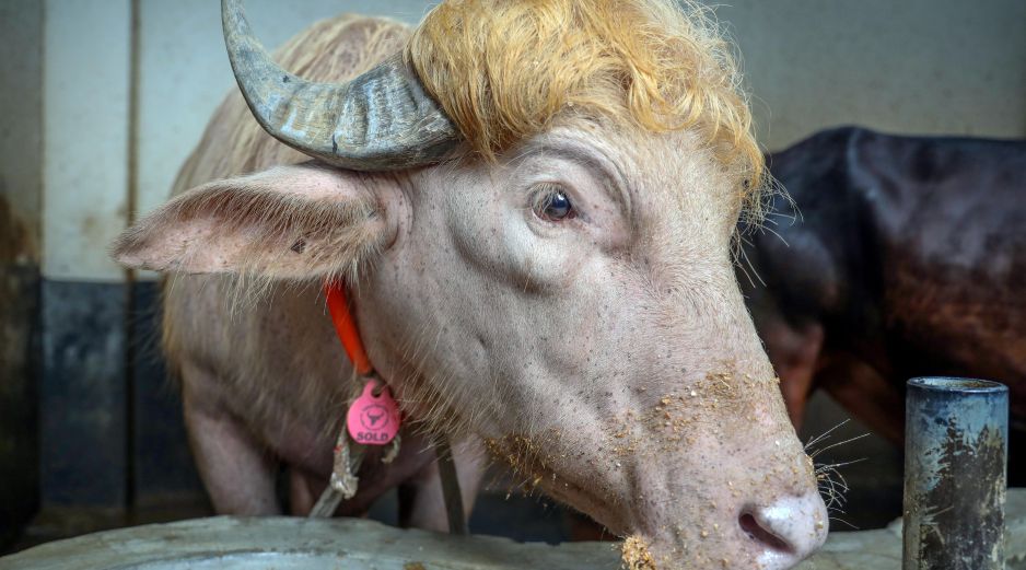 De acuerdo con información de The Independent, el animal fue recientemente vendido por un precio de 4,5 dólares por kilo. EFE/M. ALAM