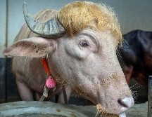 De acuerdo con información de The Independent, el animal fue recientemente vendido por un precio de 4,5 dólares por kilo. EFE/M. ALAM
