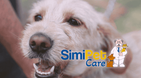 SimiPet representa un alivio significativo para miles de familias que buscan proteger a sus animales sin comprometer su presupuesto mensual. EL INFORMADOR/ARCHIVO