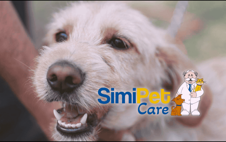 SimiPet representa un alivio significativo para miles de familias que buscan proteger a sus animales sin comprometer su presupuesto mensual. EL INFORMADOR/ARCHIVO