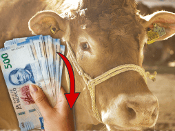 cerca de 1.8 millones de cabezas de ganado se quedaron estancadas en territorio nacional por gusano  barrenador. EL INFORMADOR / ARCHIVO