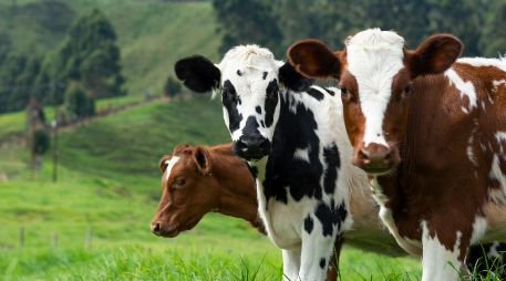 Para llevar a cabo el análisis, los investigadores recopilaron información y observaron el comportamiento de 32 vacas de la raza Prim’Holstein. Unsplash