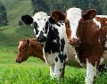 Para llevar a cabo el análisis, los investigadores recopilaron información y observaron el comportamiento de 32 vacas de la raza Prim’Holstein. Unsplash