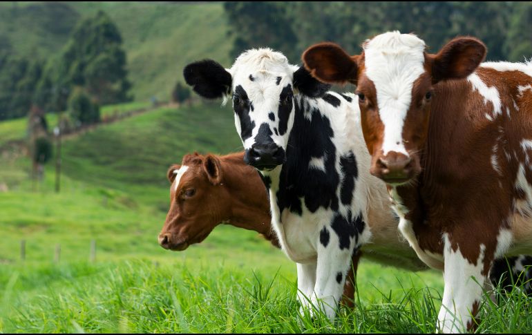 Para llevar a cabo el análisis, los investigadores recopilaron información y observaron el comportamiento de 32 vacas de la raza Prim’Holstein. Unsplash