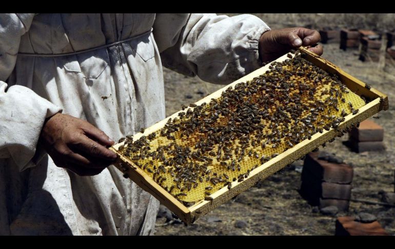 México ocupa el décimo lugar a nivel mundial de producción de miel entre 115 países y en 2025 se alcanzó una producción nacional de 60 mil 297 toneladas. EL INFORMADOR / ARCHIVO