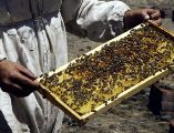 México ocupa el décimo lugar a nivel mundial de producción de miel entre 115 países y en 2025 se alcanzó una producción nacional de 60 mil 297 toneladas. EL INFORMADOR / ARCHIVO