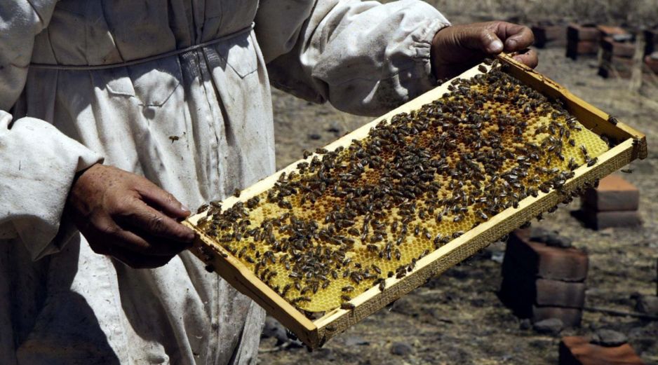 México ocupa el décimo lugar a nivel mundial de producción de miel entre 115 países y en 2025 se alcanzó una producción nacional de 60 mil 297 toneladas. EL INFORMADOR / ARCHIVO