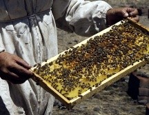 México ocupa el décimo lugar a nivel mundial de producción de miel entre 115 países y en 2025 se alcanzó una producción nacional de 60 mil 297 toneladas. EL INFORMADOR / ARCHIVO