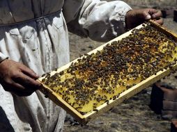 México ocupa el décimo lugar a nivel mundial de producción de miel entre 115 países y en 2025 se alcanzó una producción nacional de 60 mil 297 toneladas. EL INFORMADOR / ARCHIVO