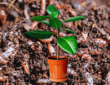 Estos pequeños invertebrados actúan como arados microscópicos incansables que transforman la estructura del sustrato de manera completamente natural y ecológica. ESPECIAL / CANVA