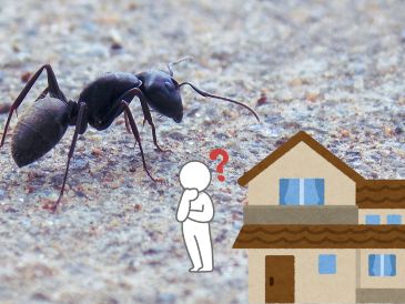 La presencia de estos bichos en casa puede ser un indicador positivo para la energía de tu hogar. UNSPLASH / J. Chambers