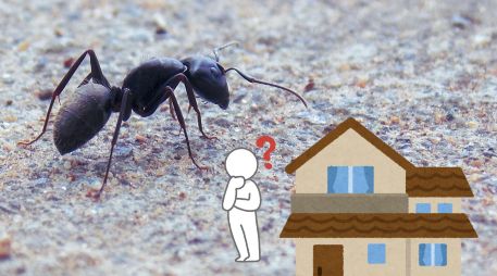La presencia de estos bichos en casa puede ser un indicador positivo para la energía de tu hogar. UNSPLASH / J. Chambers