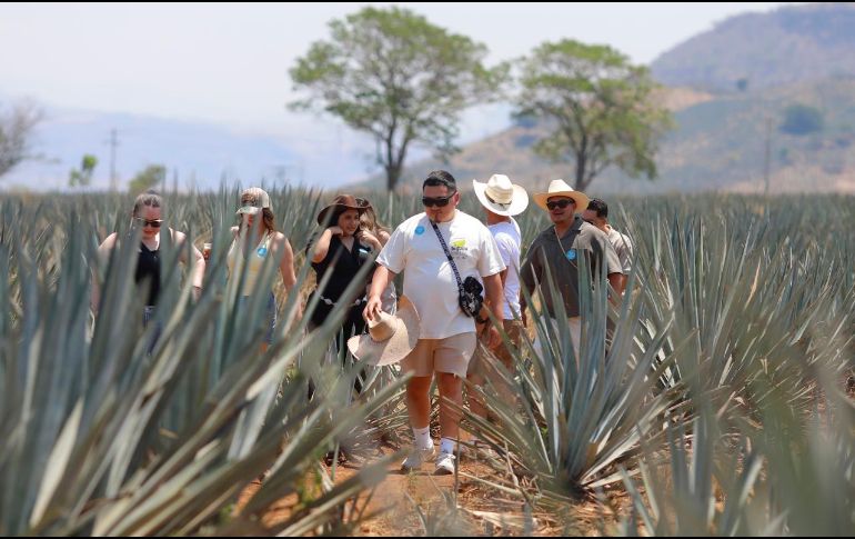 Tequila está entre los principales atractivos turísticos de Jalisco por ser cuna de la tradicional bebida mexicana. EFE/F. Guasco
