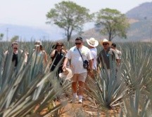 Tequila está entre los principales atractivos turísticos de Jalisco por ser cuna de la tradicional bebida mexicana. EFE/F. Guasco