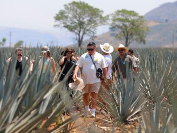 Tequila está entre los principales atractivos turísticos de Jalisco por ser cuna de la tradicional bebida mexicana. EFE/F. Guasco