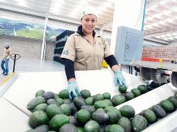 El nuevo acuerdo comercial con la Unión Europea impulsará las exportaciones agroalimentarias de Jalisco. EL INFORMADOR/ Archivo