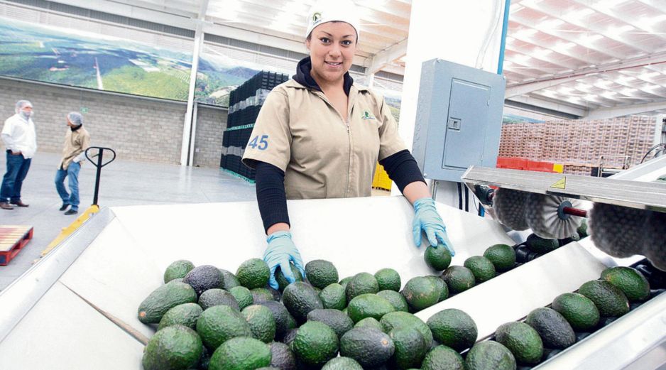 El nuevo acuerdo comercial con la Unión Europea impulsará las exportaciones agroalimentarias de Jalisco. EL INFORMADOR/ Archivo