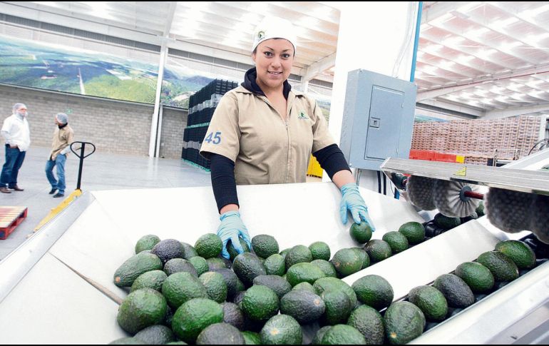 El nuevo acuerdo comercial con la Unión Europea impulsará las exportaciones agroalimentarias de Jalisco. EL INFORMADOR/ Archivo