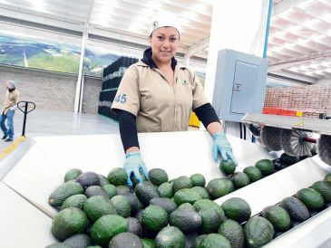El nuevo acuerdo comercial con la Unión Europea impulsará las exportaciones agroalimentarias de Jalisco. EL INFORMADOR/ Archivo