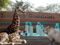 Si planeas aprovechar esta increíble promoción, te recordamos que el Zoológico Guadalajara se encuentra muy cerca de la Barranca de Huentitán. ESPECIAL/ EL INFORMADOR/ ARCHIVO/ Unsplash