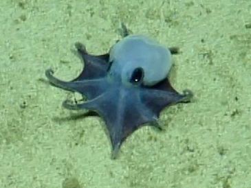 Captura de video del 2015 cedida por la Fundación Charles Darwin que muestra un pequeño pulpo azul, avistado por primera vez durante una expedición de aguas profundas, realizada a bordo del E/V Nautilus, en colaboración con la Fundación Charles Darwin (FCD) y la Dirección del Parque Nacional Galápagos, en el archipielago de Galápagos (Ecuador). EFE/ Fundación Charles Darwin