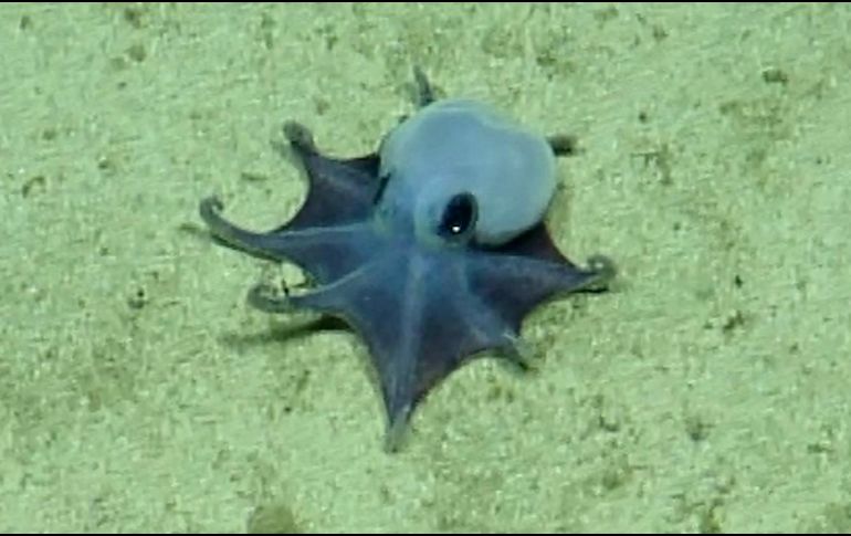 Captura de video del 2015 cedida por la Fundación Charles Darwin que muestra un pequeño pulpo azul, avistado por primera vez durante una expedición de aguas profundas, realizada a bordo del E/V Nautilus, en colaboración con la Fundación Charles Darwin (FCD) y la Dirección del Parque Nacional Galápagos, en el archipielago de Galápagos (Ecuador). EFE/ Fundación Charles Darwin
