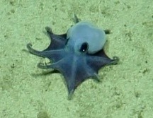 Captura de video del 2015 cedida por la Fundación Charles Darwin que muestra un pequeño pulpo azul, avistado por primera vez durante una expedición de aguas profundas, realizada a bordo del E/V Nautilus, en colaboración con la Fundación Charles Darwin (FCD) y la Dirección del Parque Nacional Galápagos, en el archipielago de Galápagos (Ecuador). EFE/ Fundación Charles Darwin