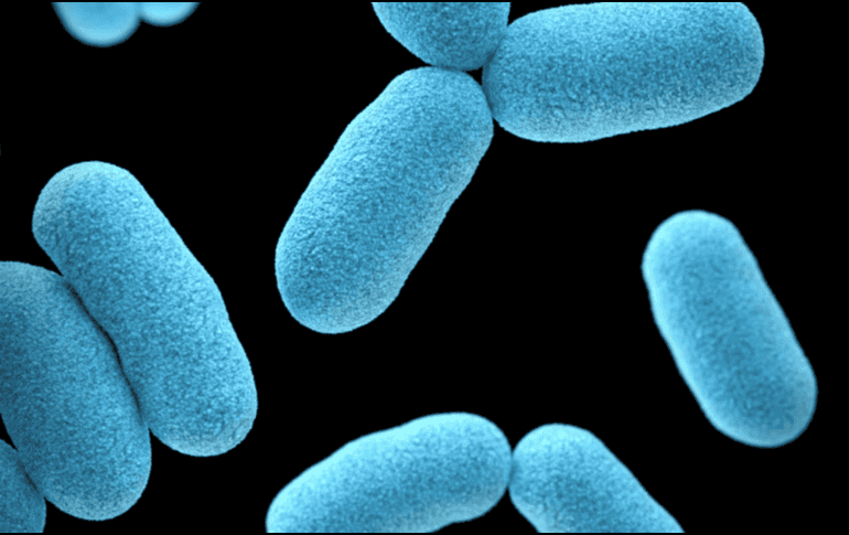 El Blastocystis es un microorganismo muy común en el intestino cuya presencia durante años se había asociado a posibles problemas digestivos. Unsplash
