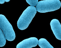 El Blastocystis es un microorganismo muy común en el intestino cuya presencia durante años se había asociado a posibles problemas digestivos. Unsplash