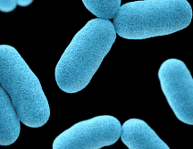 El Blastocystis es un microorganismo muy común en el intestino cuya presencia durante años se había asociado a posibles problemas digestivos. Unsplash