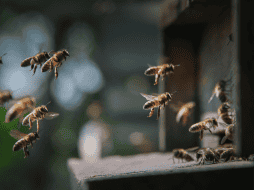 Distintas culturas han coincidido en otorgar a las abejas un valor positivo. CANVA