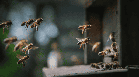 Distintas culturas han coincidido en otorgar a las abejas un valor positivo. CANVA