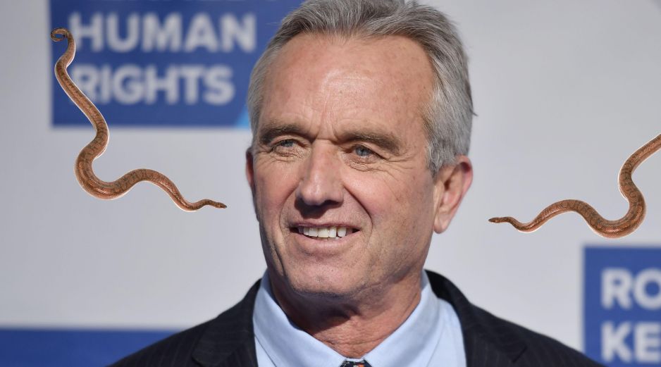 Las serpientes atrapadas por Robert Kennedy Jr. son dos ejemplares de corredora negra del sur, una subespecie no venenosa, común en el sureste de Estados Unidos y conocida por su agilidad. EFE / ARCHIVO