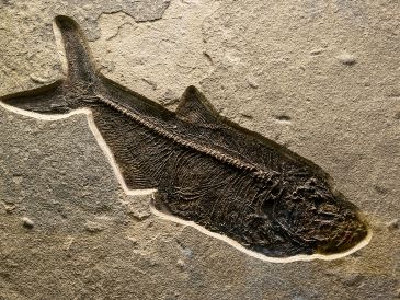 Buapichthys gracilis es un pez ancestral que daría origen a los que actualmente conocemos, por ejemplo, los peces arrecifales. UNSPLASH / J. MARTÍNEZ